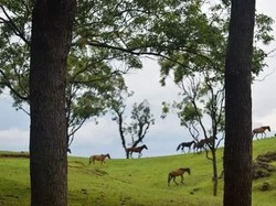 Cantiknya TTS, Selandia Baru dari Indonesia