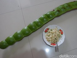 Heboh dari Banjarnegara! Warga Temukan Petai Raksasa di Hutan