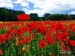 Coba Tebak, Kebun Bunga Ini Ada di Mana?