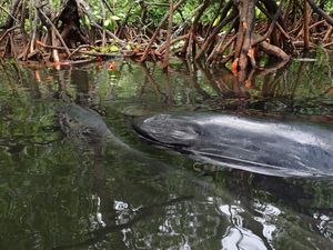 Ikan Paus Sepanjang 12 Meter Mati Terjebak di Mangrove Raja Ampat