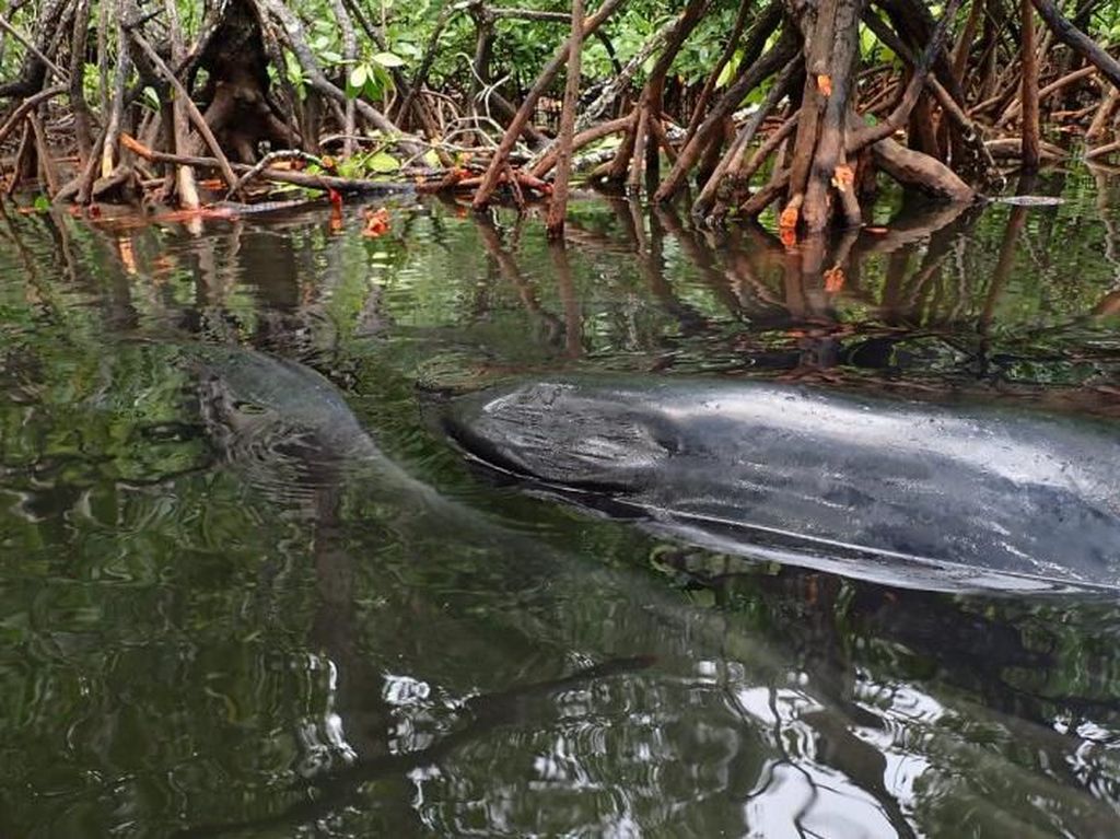 Ikan Paus Sepanjang 12 Meter Mati Terjebak di Mangrove Raja Ampat Ikan Paus Sepanjang 12 Meter Mati Terjebak di Mangrove Raja Ampat