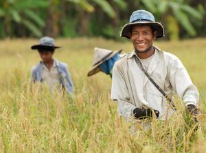 Tingkatkan Ekonomi Petani, Fokus Anggaran Kementan untuk Padat Karya Tingkatkan Ekonomi Petani, Fokus Anggaran Kementan untuk Padat Karya
