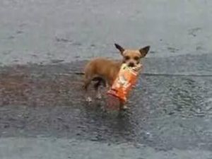 Kocak! Wanita Ini Suruh Anjingnya Beli Camilan di Tengah Karantina Corona Kocak! Wanita Ini Suruh Anjingnya Beli Camilan di Tengah Karantina Corona