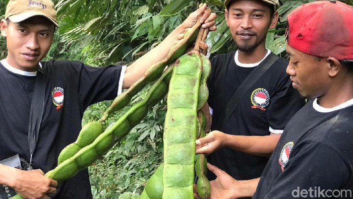 Buah pete raksasa dari hutan Banjarnegara