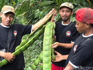 Fakta-fakta Petai Raksasa yang Bikin Geger di Banjarnegara Fakta-fakta Petai Raksasa yang Bikin Geger di Banjarnegara