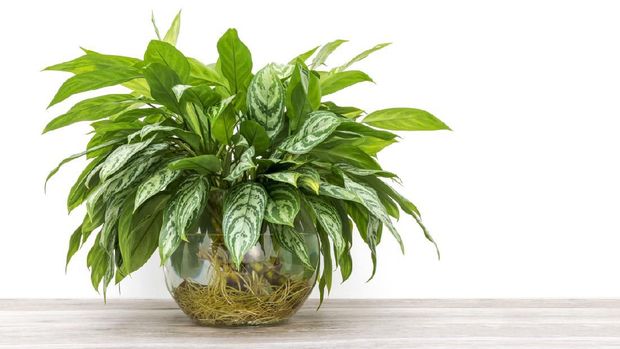 Aglaonema