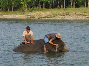 Bertemu Gajah Sumatra Lucu di Bengkulu & Mandi Bareng