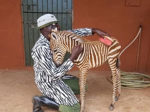 Kisah Haru Petugas Konservasi Mamakai Baju Motif Zebra