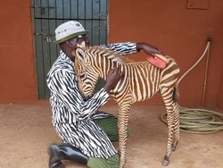 Kisah Haru Petugas Konservasi Mamakai Baju Motif Zebra