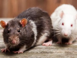 Pertolongan Pertama Pada Pengidap Virus Hanta di Bandung