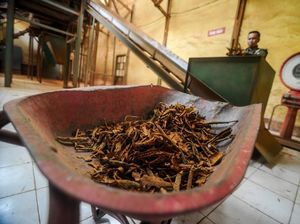 Apa Kabar Obat Kina dari Jabar untuk Sembuhkan Corona? Apa Kabar Obat Kina dari Jabar untuk Sembuhkan Corona?