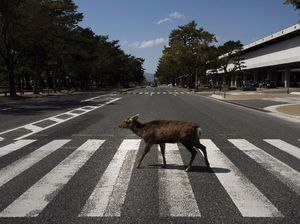 Potret Rusa Kelaparan Berkeliaran Cari Makan di Jalanan Jepang