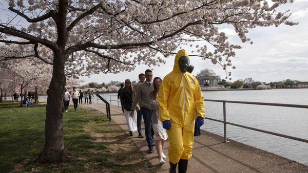 Potret Antusiasme Warga Washington Saksikan Sakura Mekar di Tengah Corona