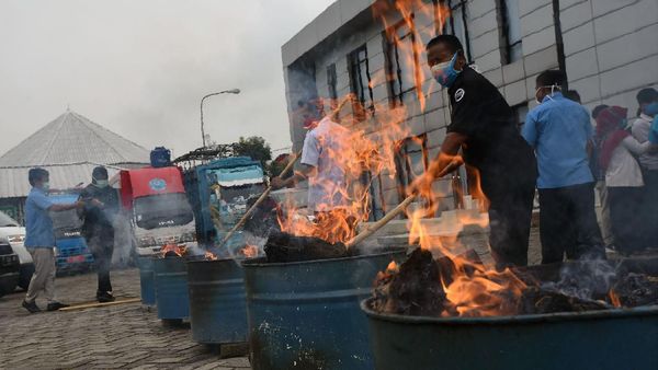 Pemusnahan 50 Kg Ganja Milik Napi di Banten