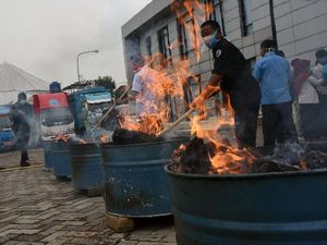 Pemusnahan 50 Kg Ganja Milik Napi di Banten