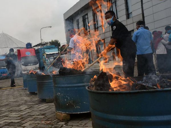 Pemusnahan 50 Kg Ganja Milik Napi di Banten