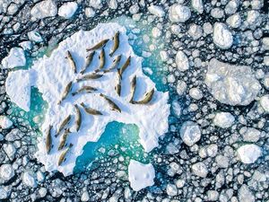 Gawat! Populasi Anjing Laut Berbulu Antartika Terancam