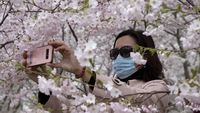 Bunga Sakura Mekar di China, Pertanda Meredanya Virus Corona?
