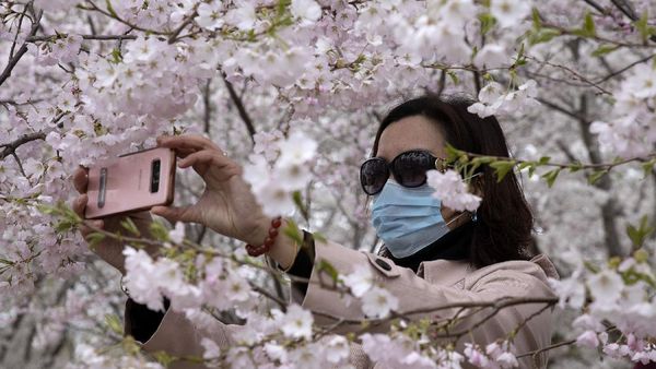 Bunga Sakura Mekar di China, Pertanda Meredanya Virus Corona?