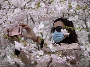 Bunga Sakura Mekar di China, Pertanda Meredanya Virus Corona?