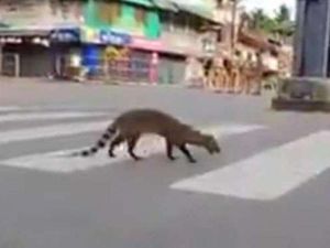 India Lockdown, Binatang Langka Ini Malah Muncul Lagi