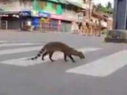 India Lockdown, Binatang Langka Ini Malah Muncul Lagi