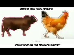Game Viral Saat Diam di Rumah: Tangkap Sapi dan Ayam!