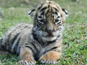 Kebun Binatang Ini Namai Bayi Harimaunya, Covid