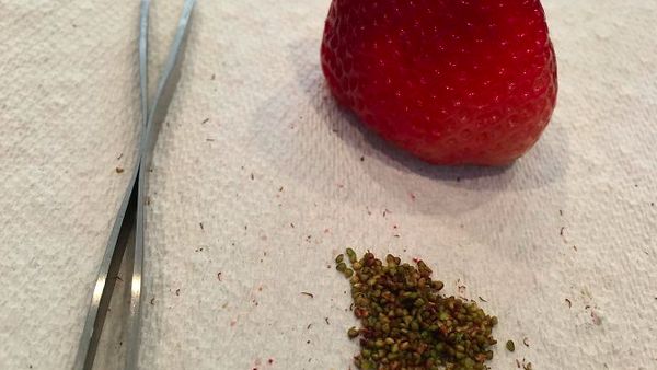 Bosan di Rumah Saja, Begini Kelakuan Kocak Warga