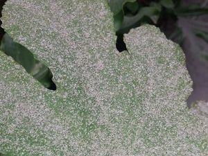 Hujan Abu Erupsi Gunung Merapi di Kabupaten Magelang Meluas