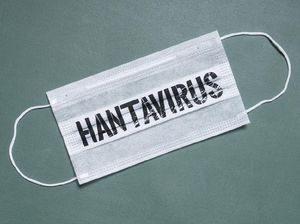 Catat Kasus Penyakit Akibat Tikus, Dinkes Tarakan: Bukan Hantavirus Catat Kasus Penyakit Akibat Tikus, Dinkes Tarakan: Bukan Hantavirus