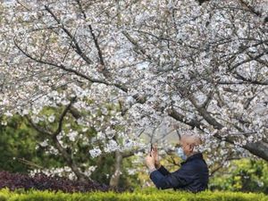 Bunga Sakura Mulai Merekah di Wuhan