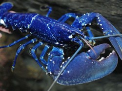 Lobster Biru, Jenis Lobster Super Langka yang Mahal Harganya