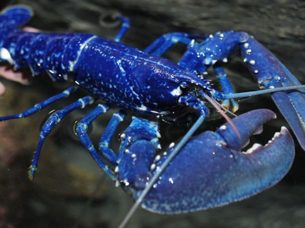Lobster Biru, Jenis Lobster Super Langka yang Mahal Harganya Lobster Biru, Jenis Lobster Super Langka yang Mahal Harganya