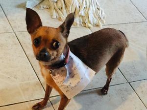 Isolasi Diri, Pria Meksiko Latih Chihuahua Miliknya Buat Belanja