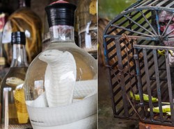 Imbas Virus Corona, Vietnam Akan Larang Perdagangan Daging Hewan Liar