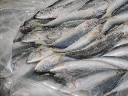 Jurus KKP Bila Usaha Perikanan Terinfeksi Corona