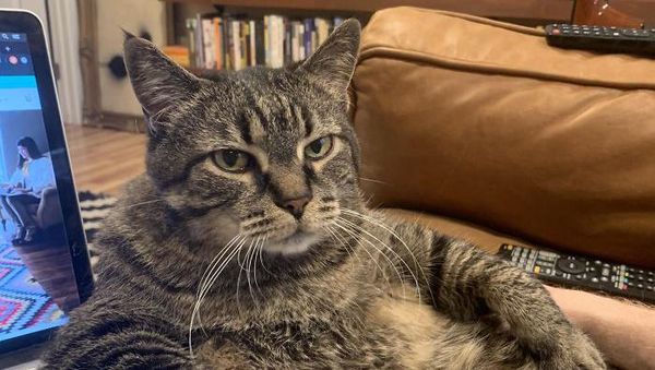 Ragam Tingkah Hewan Peliharaan Saat Temani Majikan Kerja di Rumah