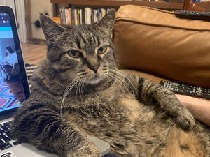 #dirumahsaja, Kuy Lihat Video Hewan-hewan Menggemaskan Ini