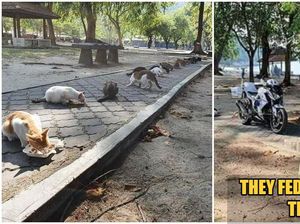 Bikin Haru, Polisi Ini Kasih Makan 20 Kucing Jalanan yang Kelaparan