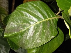 Boyolali Diguyur Hujan Abu Erupsi Gunung Merapi