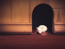 Rumah Sering Kemasukan Tikus? Begini Cara Mengatasinya