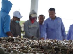 Edhy Prabowo Panen Udang Vaname Sekaligus Dengar Curhat Penambak