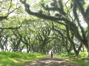 Terpesona Aura Magis Hutan De Djawatan