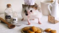 Cinnamon, Landak Hedgehog yang Hobi Pose dengan Makanan