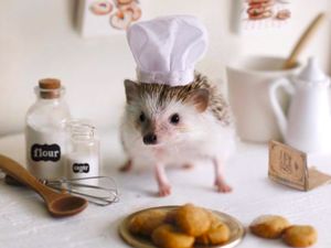 Cinnamon, Landak Hedgehog yang Hobi Pose dengan Makanan