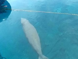 KKP Lepas Liarkan Dugong yang Viral di Raja Ampat