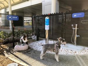 Foto: Bandara Osaka Punya Toilet Anjing Pertama di Dunia Foto: Bandara Osaka Punya Toilet Anjing Pertama di Dunia