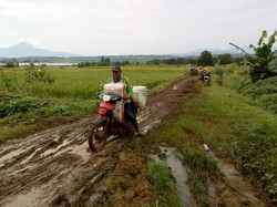 Geliat Petani Indramayu Panen Padi & Jagung di Tengah Pandemi Corona