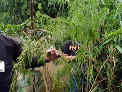 Tanam Ganja, 2 Pria Tua di Bandung Barat Dibekuk Polisi
